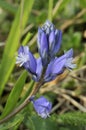Common Milkwort Royalty Free Stock Photo