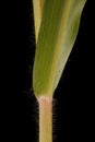 Common Millet (Panicum miliaceum). Culm and Leaf Base Closeup