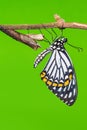 Common Mime butterfly