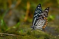 The Common Mime - Chilasa clytia or Papilio clytia, swallowtail butterfly found in south and southeast Asia, subgenus Chilasa, the