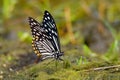 The Common Mime - Chilasa clytia or Papilio clytia, swallowtail butterfly found in south and southeast Asia, subgenus Chilasa, the