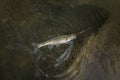 Common minnow fish in natural environment. Eurasian minnow fishing at mountain river. Phoxinus phoxinus