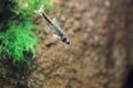 Common minnow