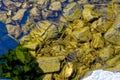 Common minnow in Loch Ness - Scotland