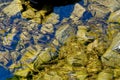 Common minnow in Loch Ness - Scotland