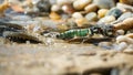 Common minnow reproducing on gravel in summer nature Royalty Free Stock Photo
