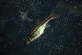 Common minnow (Phoxinus phoxinus) Royalty Free Stock Photo