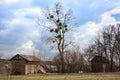 Common mistletoe growing on a tree in early spring