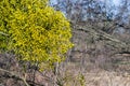 Common mistletoe Viscum albu family Santalaceae, European mistletoe or mistletoe