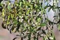 Common mistletoe Viscum album, species of mistletoe, family Santalaceae, European mistletoe or mistletoe