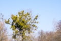 Common mistletoe Viscum album, species of mistletoe, family Santalaceae, European mistletoe or mistletoespeces