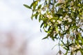 Common mistletoe Viscum album, species of mistletoe, family Santalaceae, European mistletoe or mistletoe