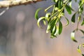 Common mistletoe Viscum album, species of mistletoe, family Santalaceae, European mistletoe or mistletoe