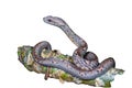 Common Mock Viper, beautiful gray snake isolated on branch with white background and clipping path.