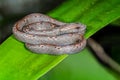 Common Mock Viper or Psammodynastes pulverulentus Boie, 1827, beautiful gray snake stripes coiling resting wrap on green leaf.