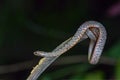 Common Mock Viper or Psammodynastes pulverulentus Boie, 1827, beautiful gray snake stripes coiling resting wrap on tree branch.