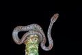 Common Mock Viper, top view of beautiful gray snake stripes coiling resting wrap on branch.