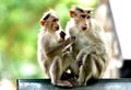 Common monkey in thekkady.a nature friends