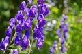 Common Monkshood or Aconitum napellus Royalty Free Stock Photo