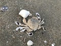 Common moon crab or Matuta lunaris on Pattaya beach in Thailand.