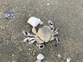 Common moon crab or Matuta lunaris on Pattaya beach in Thailand.