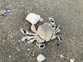 Common moon crab or Matuta lunaris on Pattaya beach in Thailand.