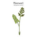 Common moonwort Botrychium lunaria , medicinal plant Royalty Free Stock Photo