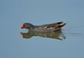 Common moor hen in the pond area of wildlife