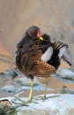 Common moor hen twisting body after bath