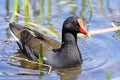 Common Moorhen