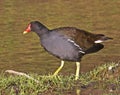 Common Moorhen