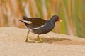 Common Moorhen