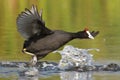 Common Moorhen