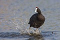 Common Moorhen