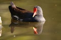 Common Moorhen