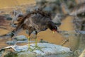 Common moor hen twisting body after bath