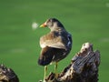 Common moorhen