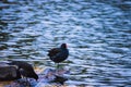 Common Moorhen on the edge of a lake