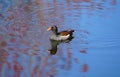 A common moorhen, also known as waterhen or swamp chicken swimming on the pond