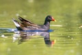 Common moorhen bird swimming in reflecting water