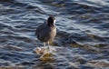 Common moorhen bird in the water Royalty Free Stock Photo