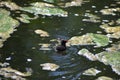 common moorhen duckling swimming btween plants