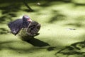 Common Moorhen chick alone in the pond Royalty Free Stock Photo