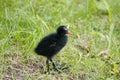 Common moorhen chick, Gallinula chloropus, on a meadow Royalty Free Stock Photo