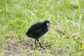 Common moorhen chick, Gallinula chloropus, on a meadow Royalty Free Stock Photo