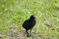 Common moorhen chick, Gallinula chloropus, on a meadow Royalty Free Stock Photo