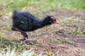 Common Moorhen Chick - Gallinula chloropus searching for food.. Royalty Free Stock Photo