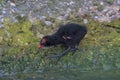 A common moorhen chick looking for food. Royalty Free Stock Photo