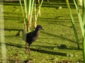 Juvenile common moorhen isolated