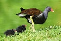 Common Moorhen and chicks